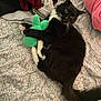 bed, bedspread, black_and_white, blanket, cat, clothing, cozy, domestic_animal, fabric, feline, fluffy, green, indoor, lying_down, pattern, pet, pink, plush_toy, resting, soft_toy