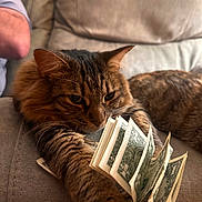 Loki joined the competition — help win amazing prizes! cat, tabby, money, dollar_bills, couch, feline, pet, indoor, relaxed, paw, fur, animal, currency, domestic_animal, closeup, brown, striped, whiskers, resting, household