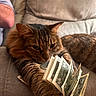cat, tabby, money, dollar_bills, couch, feline, pet, indoor, relaxed, paw, fur, animal, currency, domestic_animal, closeup, brown, striped, whiskers, resting, household