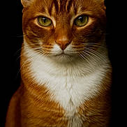 Diablo is registered to the contest to win money with this photo: animal, black_background, cat, close_up, cute, domestic_cat, ears, face, feline, fur, ginger_cat, green_eyes, indoor, isolated, looking_at_camera, mammal, pet, portrait, tabby, whiskers