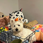 Rex is registered to the contest to win money with this photo: dog, white_dog, wire_basket, clothes, indoor, plush_toy, stuffed_animal, colorful, fabric, pet, curious, cute, cozy, home, soft_toys, relaxed, furniture, casual, animal, companion