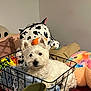 dog, white_dog, wire_basket, clothes, indoor, plush_toy, stuffed_animal, colorful, fabric, pet, curious, cute, cozy, home, soft_toys, relaxed, furniture, casual, animal, companion
