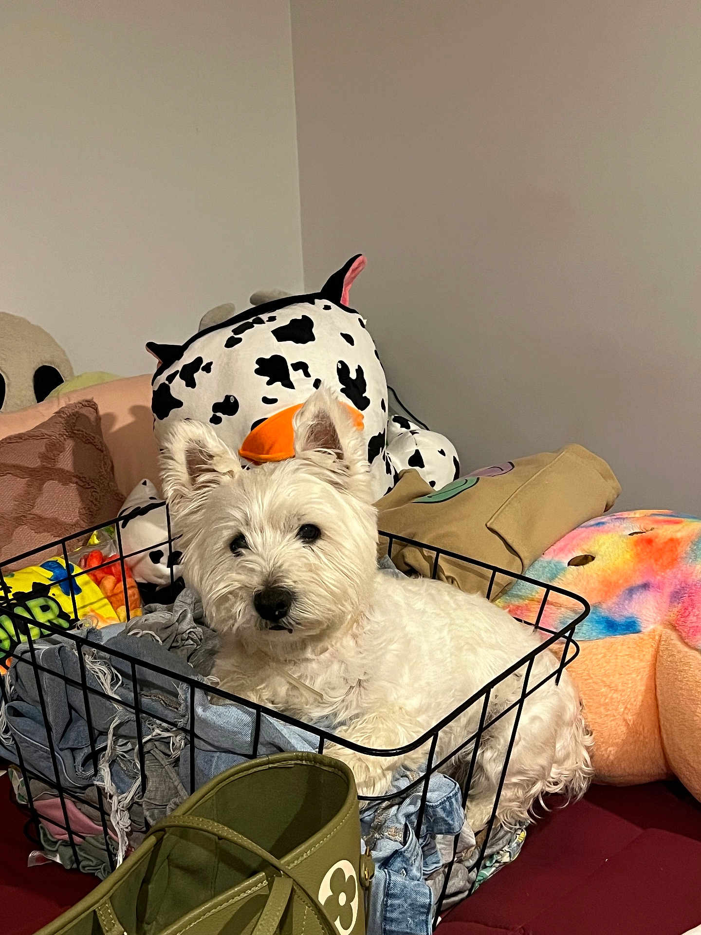 Rex is registered to the contest to win money with this photo: dog, white_dog, wire_basket, clothes, indoor, plush_toy, stuffed_animal, colorful, fabric, pet, curious, cute, cozy, home, soft_toys, relaxed, furniture, casual, animal, companion