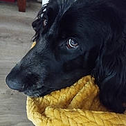 Willo participe au concours pour gagner de l'argent avec cette photo : animal, blanket, canine, clothing, cockerspaniel, couch, dog, furniture, hound, labradorretriever, newfoundland, papillon, pet, pointer, poodle, puppy, scarf, snout, terrier, towel
