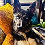 dog, blue_eyes, yellow_pillow, fur, pet, indoor, cozy, relaxed, canine, closeup, portrait, home, resting, comfortable, texture, decor, animal, ears, snout, collar