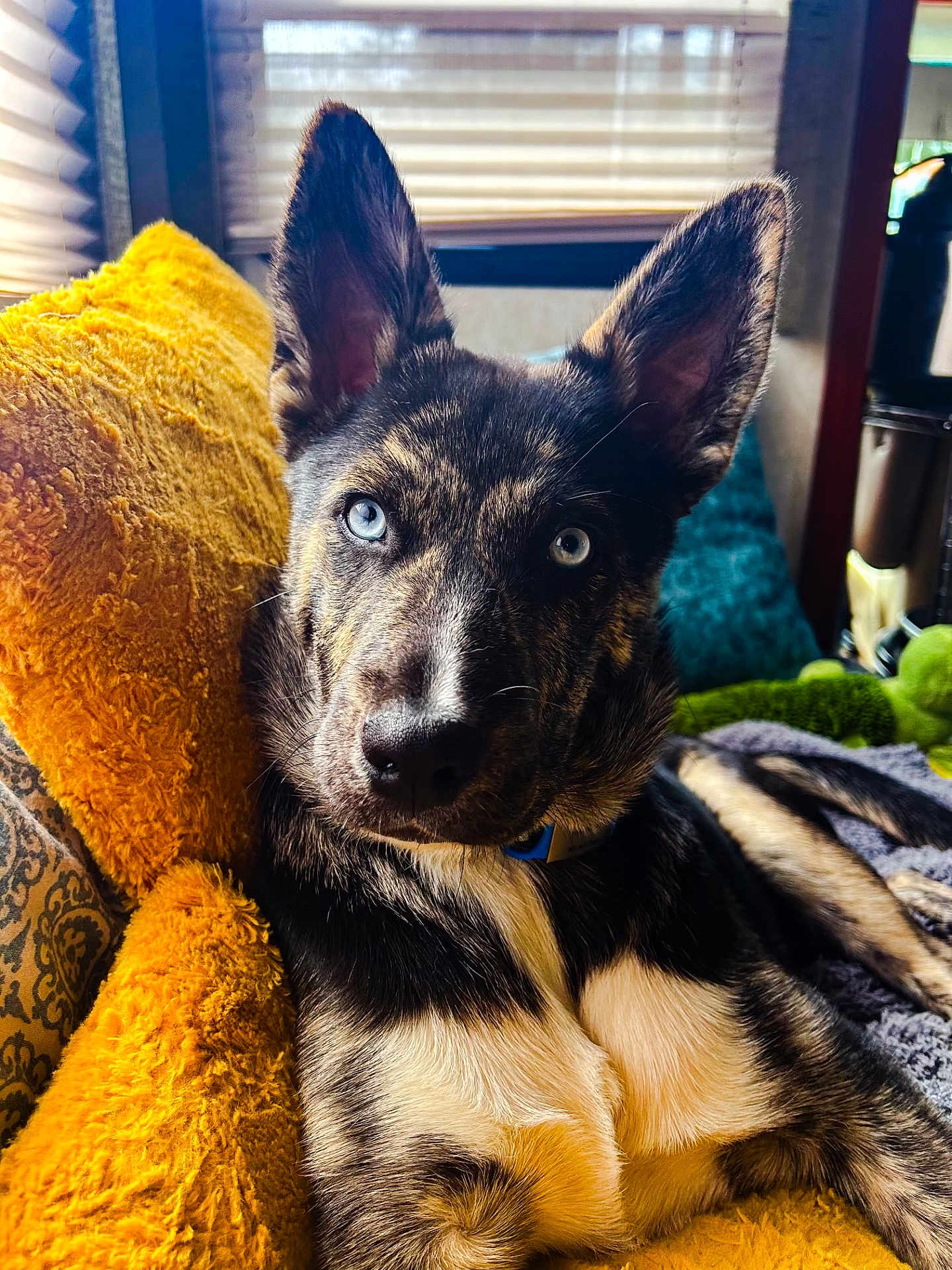 Dutch is registered to the contest to win money with this photo: dog, blue_eyes, yellow_pillow, fur, pet, indoor, cozy, relaxed, canine, closeup, portrait, home, resting, comfortable, texture, decor, animal, ears, snout, collar