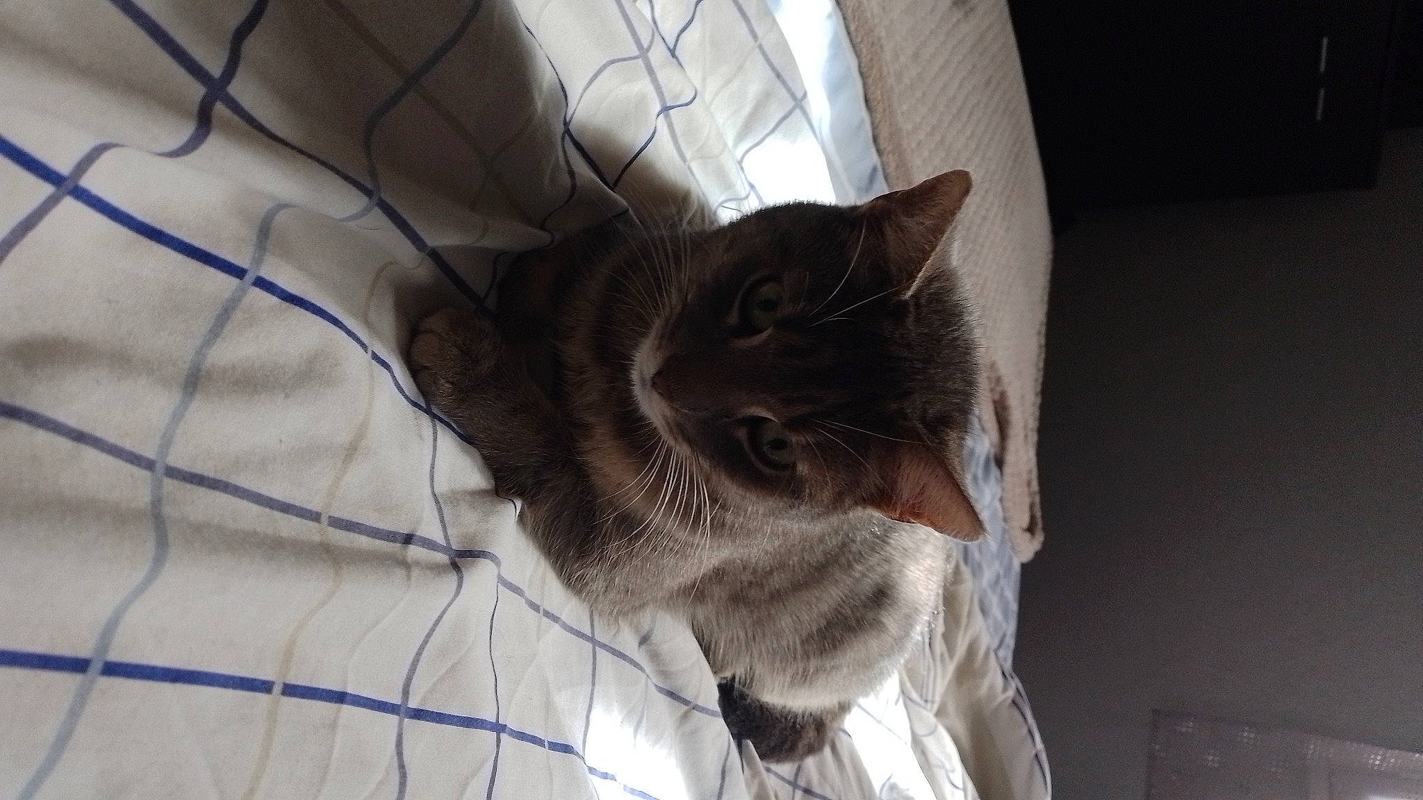 Skitty participe au concours pour gagner de l'argent avec cette photo : carnivore, cat, claw, comfort, domestic_short_haired_cat, electric_blue, fawn, felidae, fur, linens, pattern, paw, small_to_medium_sized_cats, snout, tail, whiskers, window, wire, wood