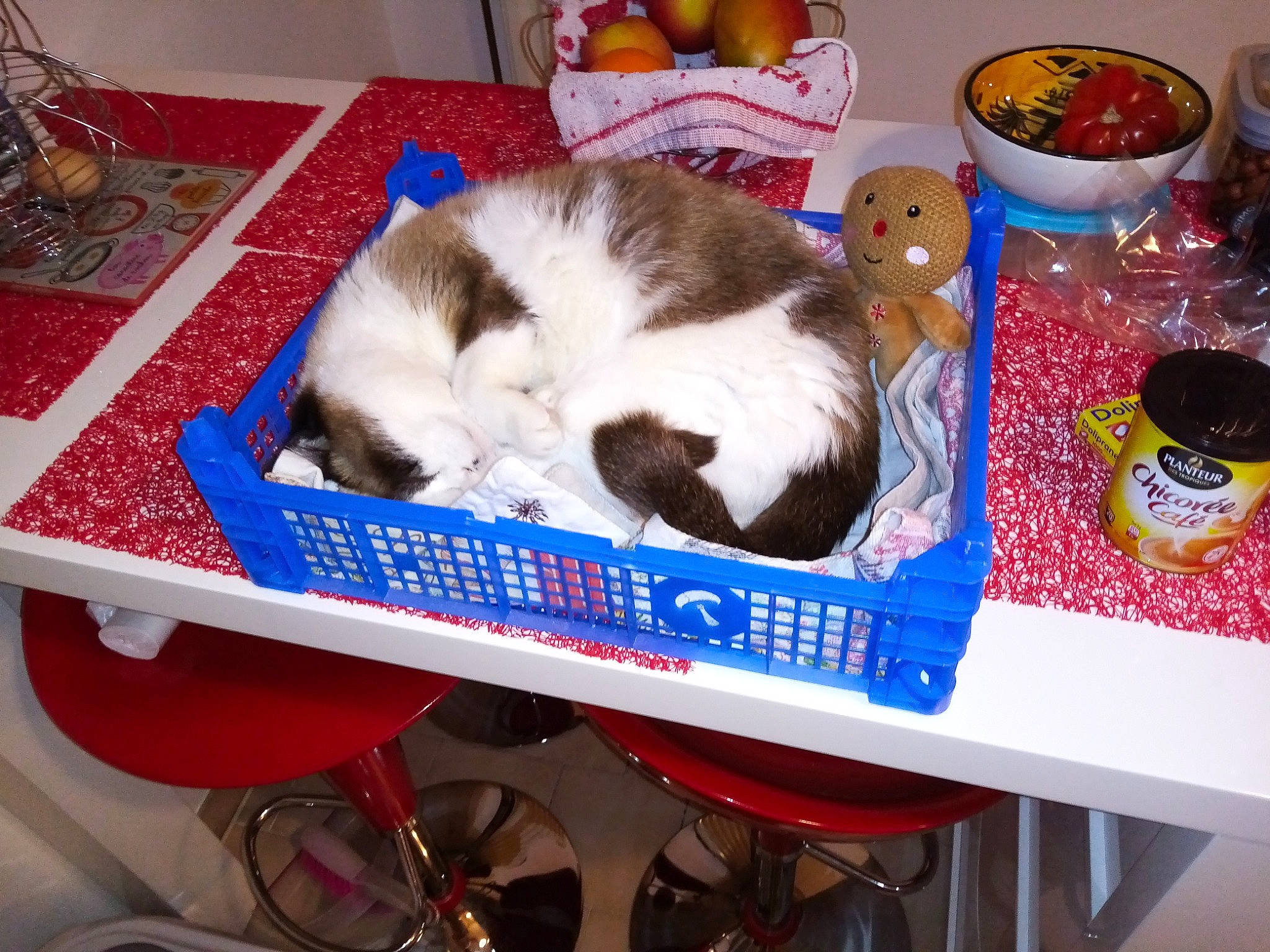 Mira a rejoint le concours — aidez-le/la à gagner de superbes lots ! carnivore, cat, domestic_short_haired_cat, felidae, kitten, small_to_medium_sized_cats