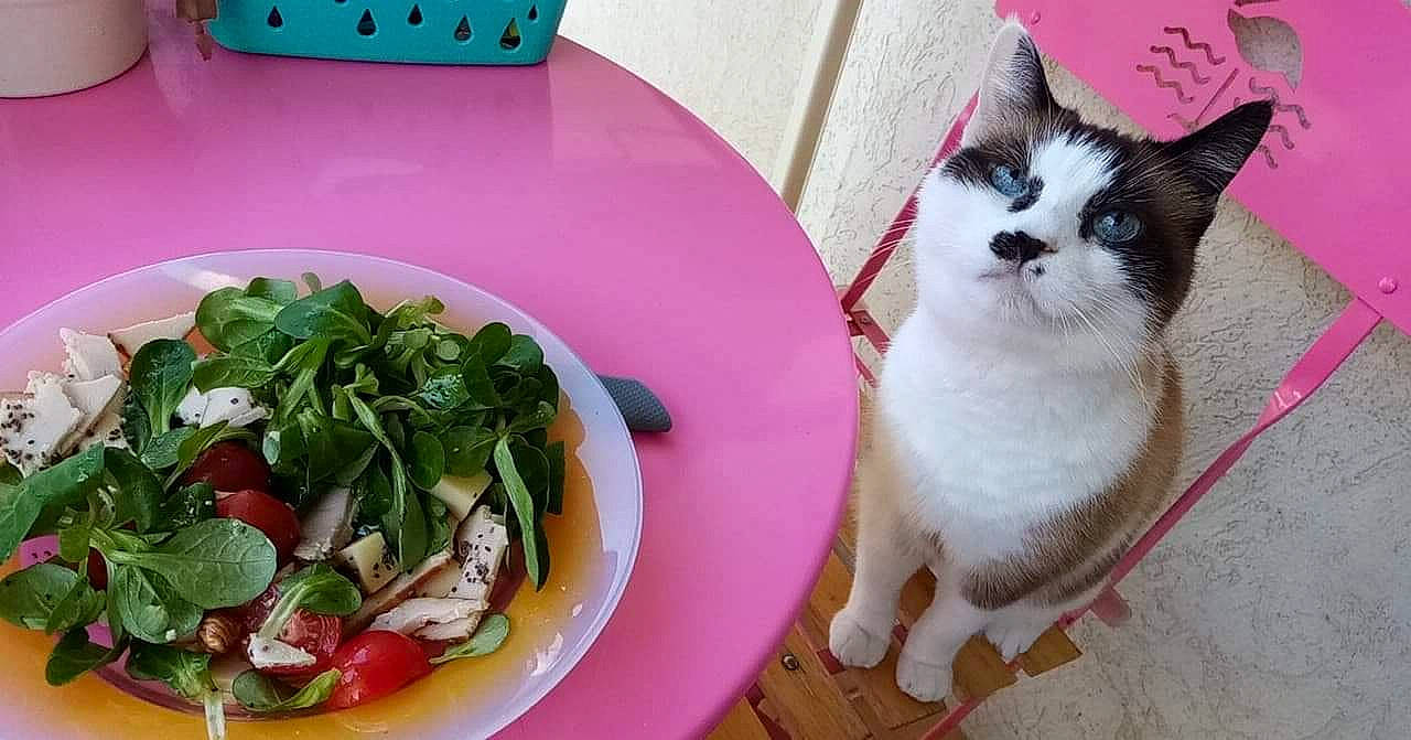 Mira participe au concours pour gagner de l'argent avec cette photo : carnivore, cat, cuisine, dish, european_shorthair, felidae, food, kitten, leaf_vegetable, lunch, meal, plant, produce, recipe, small_to_medium_sized_cats, vegetable, vegetarian_food, whiskers