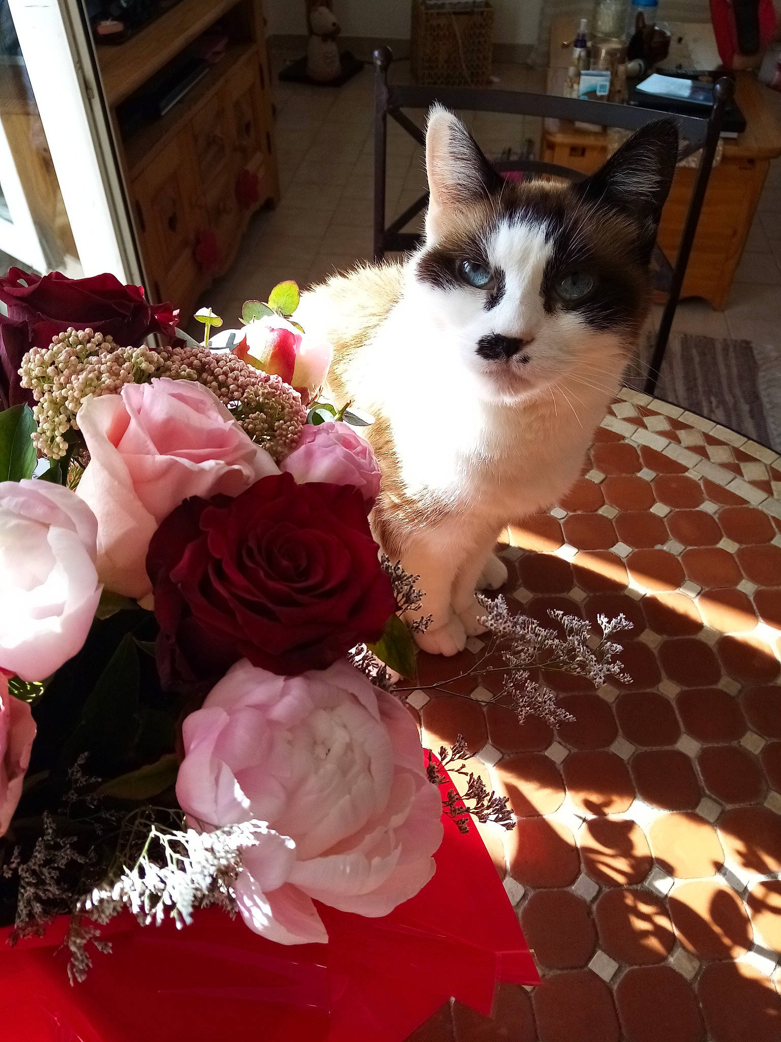 Mira participe au concours pour gagner de l'argent avec cette photo : carnivore, cat, felidae, flower, fur, kitten, pink, plant, ragdoll, rose, small_to_medium_sized_cats, textile, whiskers