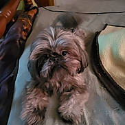 Finley is registered to the contest to win money with this photo: dog, pet, bed, blanket, fur, animal, indoor, cute, small_dog, lying_down, cozy, brown, furry, face, eyes, paw, resting, domestic_animal, comfort, home