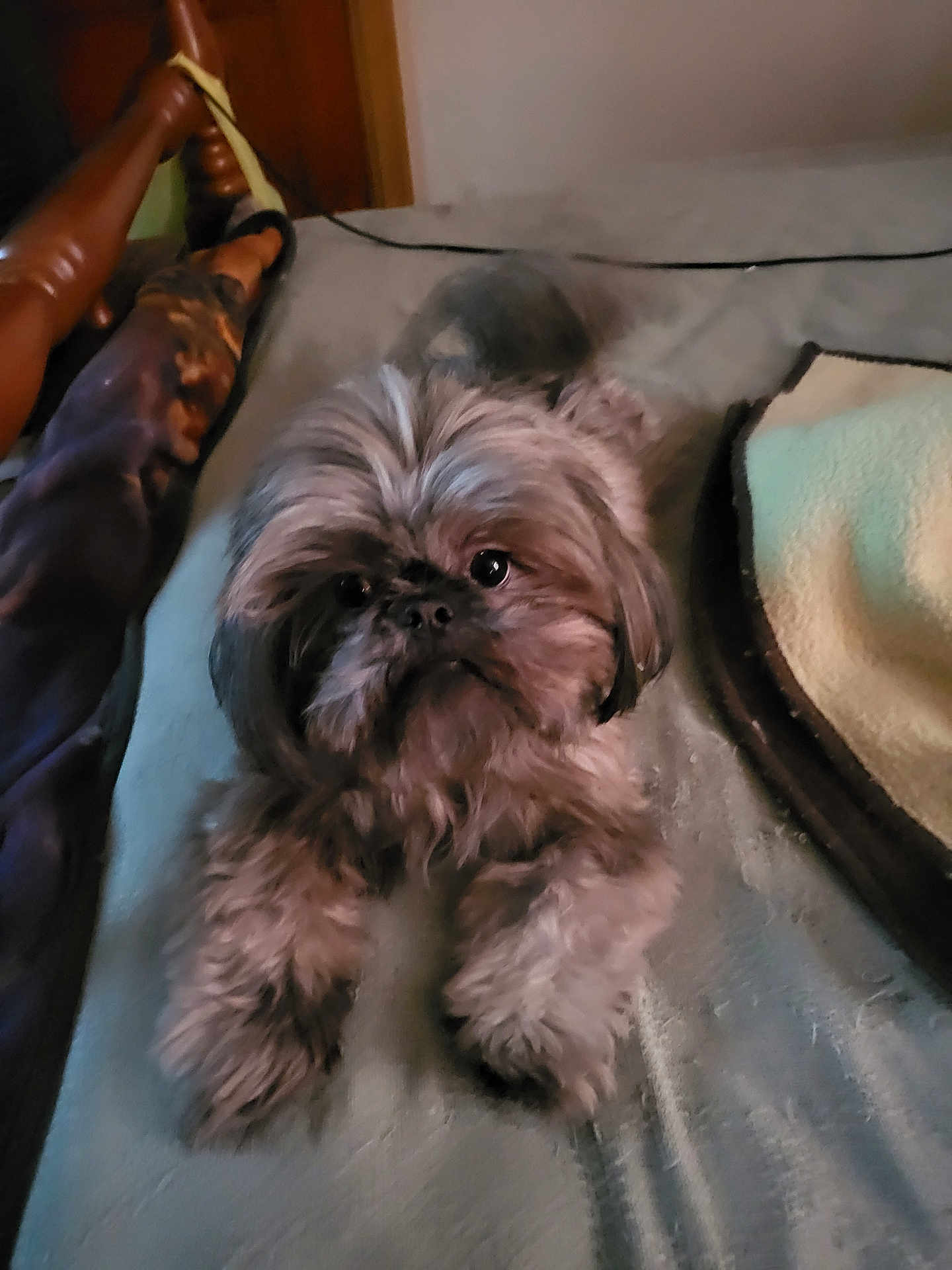 Finley is registered to the contest to win money with this photo: dog, pet, bed, blanket, fur, animal, indoor, cute, small_dog, lying_down, cozy, brown, furry, face, eyes, paw, resting, domestic_animal, comfort, home