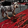 puppy, dog, merle_pattern, outdoor, deck, wood, paint_peeling, patio_furniture, rug, curious, pet, animal, canine, ears, snout, young, standing, backyard, daylight, looking