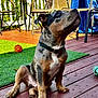 puppy, dog, outdoor, deck, wood, grass, toy, collar, pet, furniture, chair, patio, playful, curious, brown, black, white, sitting, young_animal, sunlight