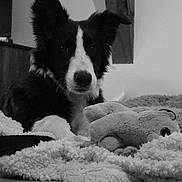 Luffy participe au concours pour gagner de l'argent avec cette photo : dog, border_collie, pet, stuffed_animal, plush_toy, blanket, bed, indoor, black_and_white, portrait, fur, ears, eyes, nose, muzzle, whiskers, cozy, resting, gaze, home