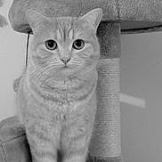 Natsu a rejoint le concours — aidez-le/la à gagner de superbes lots ! cat, feline, pet, tabby_cat, whiskers, big_eyes, portrait, close_up, indoor, cat_tree, scratching_post, fur, stripes, ears, face, sitting, cuddly, gray_scale, curious, whiskered
