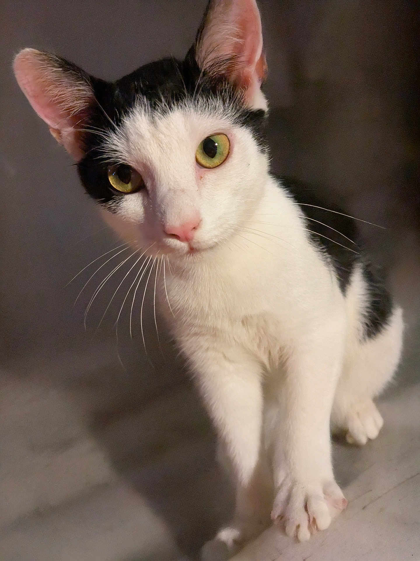 Dot joined the competition — help win amazing prizes! cat, animal, pet, black_and_white, whiskers, green_eyes, curious, close_up, feline, indoor, cute, portrait, fur, ears, paws, looking, mammal, young, alert, soft_light