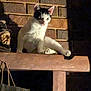 animal, black_and_white, brick_wall, cat, ceramic_bust, curious, decor, ears, face, feline, hanging_bag, indoor, lighting, mammal, pet, portrait, shadow, sitting, whiskers, wooden_beam