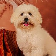Arron participe au concours pour gagner de l'argent avec cette photo : dog, white_dog, fluffy, pet, portrait, smiling, tongue_out, indoor, blanket, cozy, fur, cute, animal, sitting, warm_colors, decor, feathers, studio, friendly, companion