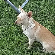 Od joined the competition — help win amazing prizes! dog, grass, outdoor, pet, animal, collar, tan, white, small_dog, sitting, yard, metal_frame, quiet, resting, nature, daylight, canine, fur, ears, calm