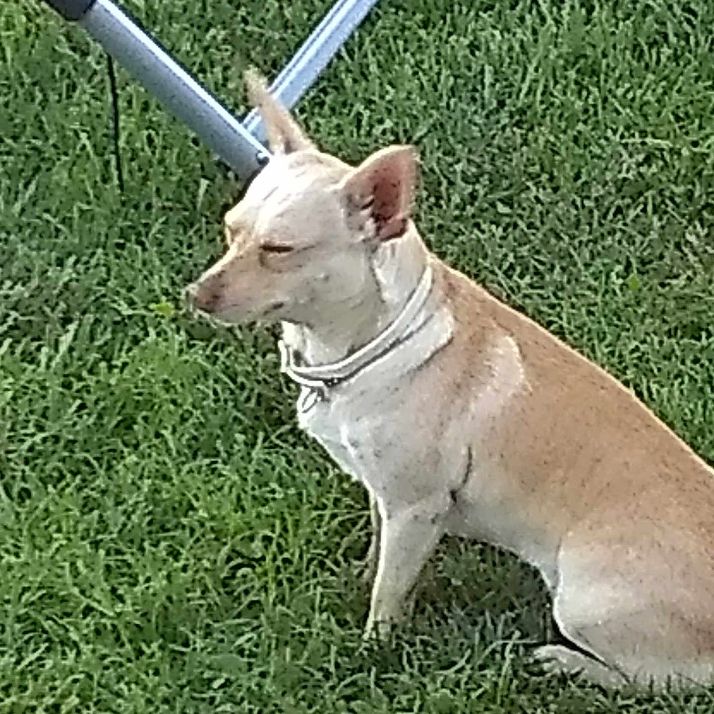 Od joined the competition — help win amazing prizes! dog, grass, outdoor, pet, animal, collar, tan, white, small_dog, sitting, yard, metal_frame, quiet, resting, nature, daylight, canine, fur, ears, calm