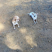 Od N Bella joined the competition — help win amazing prizes! animal, canine, companion, cute, daylight, dirt, dog, ears, earth, fur, ground, nature, outdoor, pets, resting, rocks, shadow, small_dog, sunlight, two_dogs