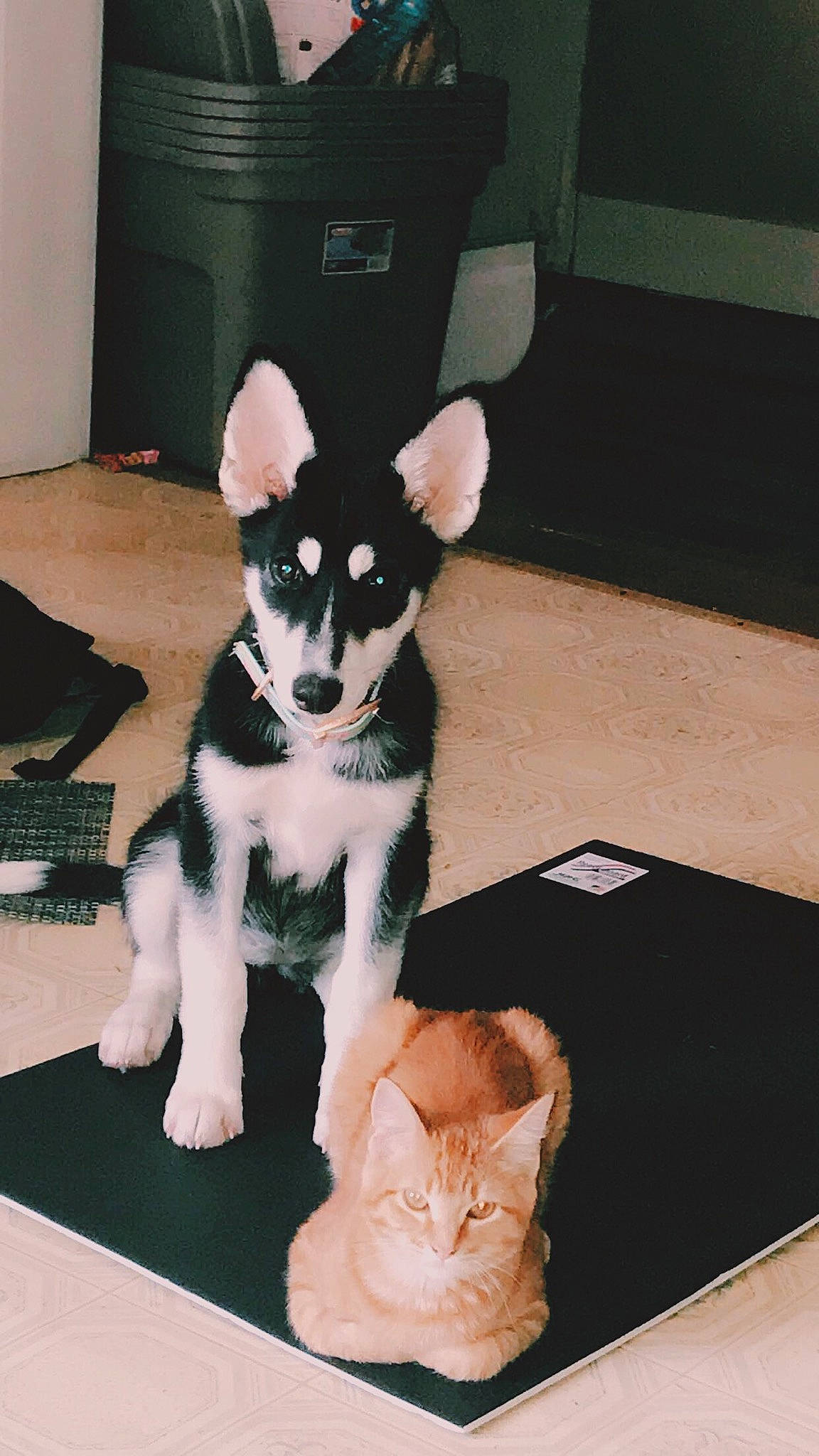 Nala is registered to the contest to win money with this photo: alaskan_klee_kai, alaskan_malamute, canidae, carnivore, companion_dog, dog, dog_breed, laika, mammal, miniature_siberian_husky, puppy, rare_breed_dog, sakhalin_husky, siberian_husky, sporting_group, tail, tamaskan_dog, vertebrate, wolfdog