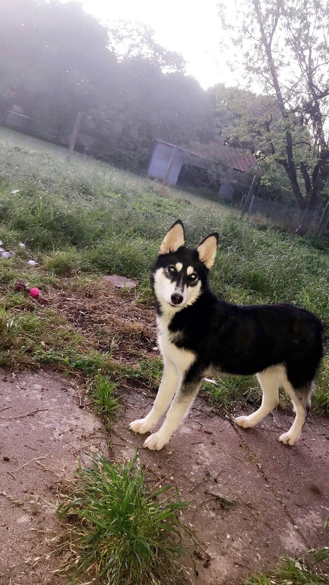 Nala joined the competition — help win amazing prizes! alaskan_klee_kai, alaskan_malamute, canadian_eskimo_dog, canidae, carnivore, dog, dog_breed, east_siberian_laika, mammal, native_american_indian_dog, northern_inuit_dog, rare_breed_dog, sakhalin_husky, seppala_siberian_sleddog, siberian_husky, sled_dog, tamaskan_dog, vertebrate, west_siberian_laika, wolfdog