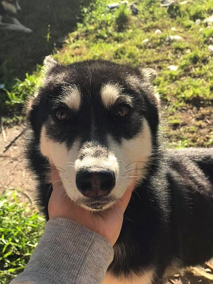 Nala is registered to the contest to win money with this photo: alaskan_malamute, canadian_eskimo_dog, canidae, carnivore, dog, dog_breed, labrador_husky, mammal, native_american_indian_dog, northern_inuit_dog, nose, rare_breed_dog, sakhalin_husky, seppala_siberian_sleddog, siberian_husky, sled_dog, snout, sporting_group, vertebrate, wolfdog