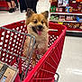 aisle, animal, canine, commerce, cute, dog, domestic_animal, fur, grocery_store, happy, indoor, leash, leisure, pet, red_cart, retail, shopping_cart, snacks, store, tongue_out