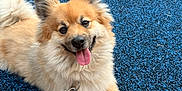 Sparky is registered to the contest to win money with this photo: animal, blue_surface, canine, collar, companion, dog, fluffy, fur, happy, joy, leash, outdoor, paw, person_foot, person_hand, pet, playful, shoe, smiling, tongue_out