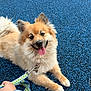 animal, blue_surface, canine, collar, companion, dog, fluffy, fur, happy, joy, leash, outdoor, paw, person_foot, person_hand, pet, playful, shoe, smiling, tongue_out