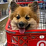 Sparky joined the competition — help win amazing prizes! aisle, animal, closeup, cute, dog, ears, face, fluffy, fur, happy, indoor, muzzle, nose, pet, plastic, red, shopping_cart, smiling, store, tongue_out