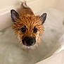Sparky is registered to the contest to win money with this photo: animal, bath, bath_time, bathtub, brown_fur, canine, closeup, cute, dog, ears, expression, face, fur, indoor, looking_up, muzzle, pet, waiting, water, wet