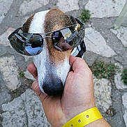 Buster participe au concours pour gagner de l'argent avec cette photo : dog, sunglasses, hand, wristband, outdoor, pavement, reflection, person, pet, animal, face, closeup, brown, white, casual, fashion, accessory, nature, daylight, cool