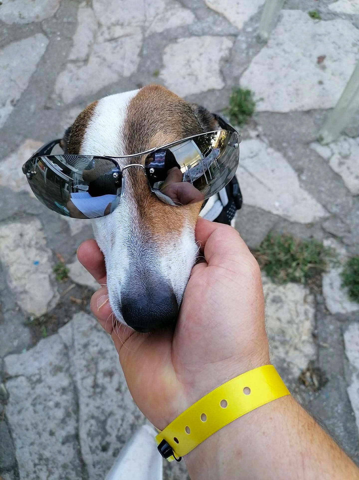 Buster participe au concours pour gagner de l'argent avec cette photo : dog, sunglasses, hand, wristband, outdoor, pavement, reflection, person, pet, animal, face, closeup, brown, white, casual, fashion, accessory, nature, daylight, cool