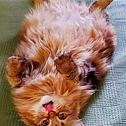 Denay is registered to the contest to win money with this photo: cat, fluffy, lying_down, belly_up, pink_tongue, green_blanket, indoor, cute, pet, feline, relaxed, fur, whiskers, tabby, sleepy, cozy, animal, closeup, bedroom, playful