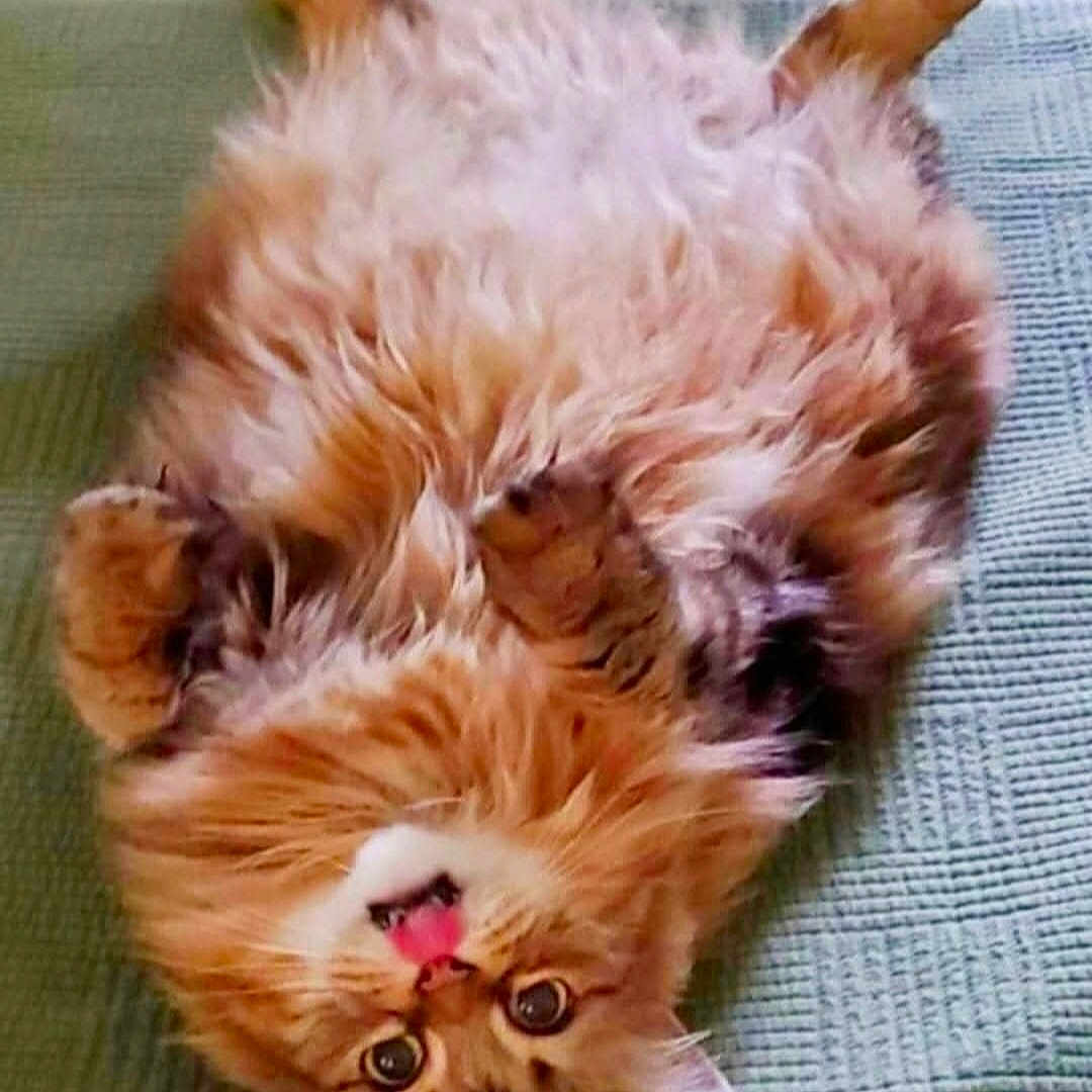 Denay is registered to the contest to win money with this photo: cat, fluffy, lying_down, belly_up, pink_tongue, green_blanket, indoor, cute, pet, feline, relaxed, fur, whiskers, tabby, sleepy, cozy, animal, closeup, bedroom, playful