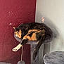 animal, calico, cat, cat_tree, cozy, cute, feline, fur, home, indoor, paw, perch, pet, relaxing, resting, sleeping, tail, texture, toy, whiskers