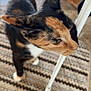 Mamma'S joined the competition — help win amazing prizes! animal, blur, calico, carpet, cat, chair_leg, closeup, curious, domestic_cat, ears, floor, fur, furniture, household, indoor, pet, striped_rug, tail, walking, whiskers