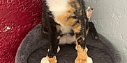 Mamma'S is registered to the contest to win money with this photo: animal, calico_cat, cat, cat_tree, closeup, curious, domestic_animal, feline, fur, gray_wall, hanging_toy, indoor, paws, pet, portrait, red_wall, sitting, textured_wall, toy, whiskers