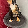 animal, calico_cat, cat, cat_tree, closeup, curious, domestic_animal, feline, fur, gray_wall, hanging_toy, indoor, paws, pet, portrait, red_wall, sitting, textured_wall, toy, whiskers