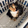 Mamma'S joined the competition — help win amazing prizes! animal, blue, blurred, calico_cat, cat, closeup, curious, domestic, feline, floor, household_item, indoor, laundry_basket, looking_up, pet, plastic, sitting, table_leg, tile_floor, white