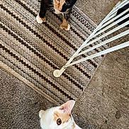 Mamma'S joined the competition — help win amazing prizes! animal, calico_cat, carpet, cat, curious, ears, floor, foot, indoor, looking_up, metal_gate, orange_patches, paw, pet, rug, sock, striped_rug, tail, whiskers, white_cat