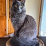cat, gray_cat, fluffy, sitting, yellow_eyes, indoor, table, placemat, wooden_door, cozy, pet, feline, domestic_cat, fur, whiskers, tail, curious, home_interior, window, natural_light