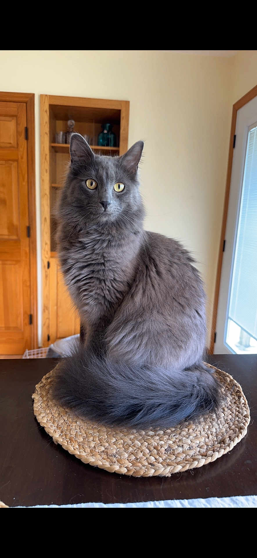 Henry joined the competition — help win amazing prizes! cat, gray_cat, fluffy, sitting, yellow_eyes, indoor, table, placemat, wooden_door, cozy, pet, feline, domestic_cat, fur, whiskers, tail, curious, home_interior, window, natural_light