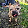 animal, canine, close_up, daytime, dog, ears_up, french_bulldog, grass, gravel, happy, mammal, nature, outdoor, pet, playful, shallow_depth_of_field, smiling, sunlight, tongue_out, yard