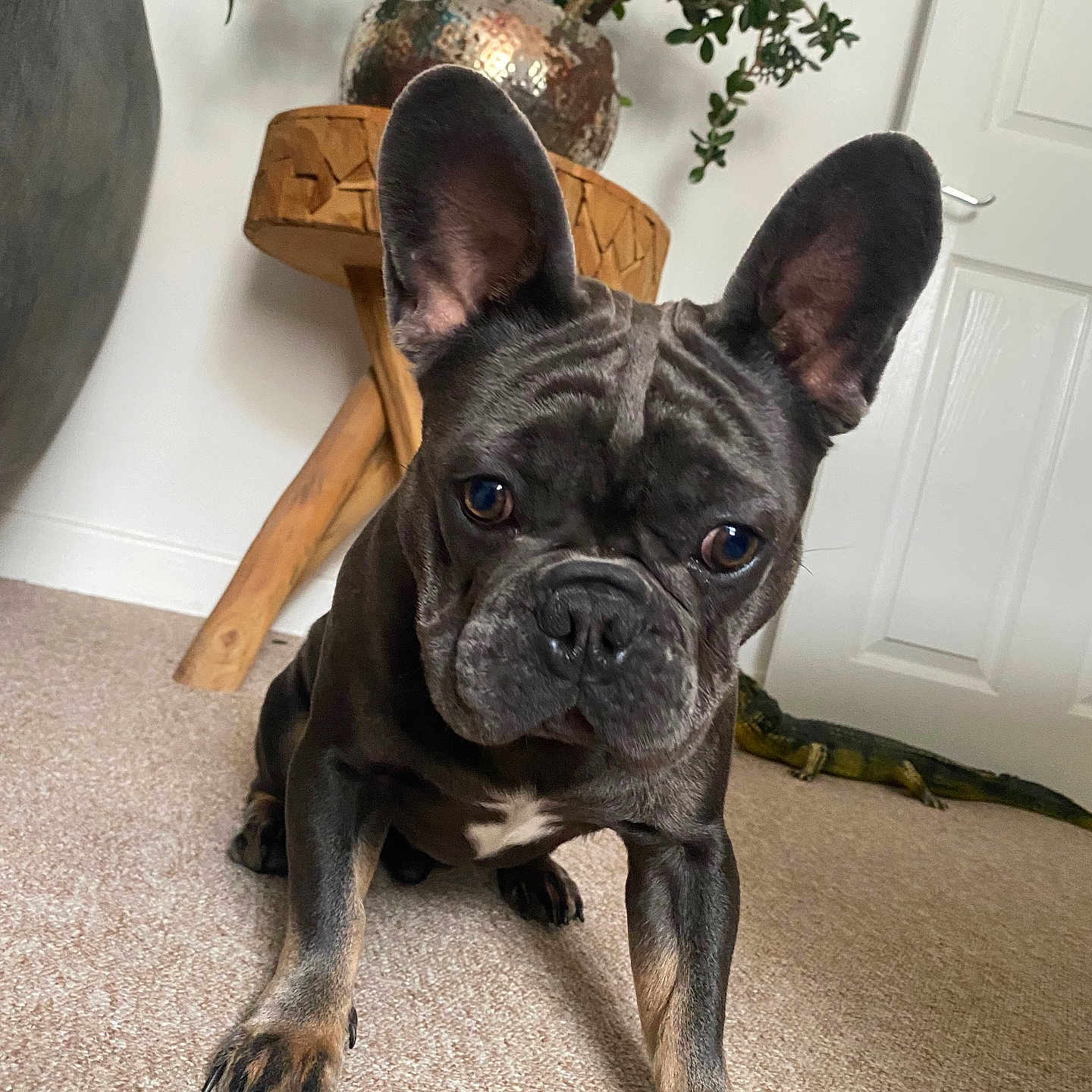 Hugo is registered to the contest to win money with this photo: animal, boxer, bulldog, canine, dog, frenchbulldog, hardwood, jar, leaf, lizard, pet, pitbull, plant, planter, pottedplant, pottery, pug, puppy, reptile, wood