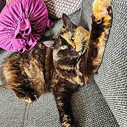 Kisskool a rejoint le concours — aidez-le/la à gagner de superbes lots ! cat, tortoiseshell, green_eyes, paw, stretching, couch, gray_fabric, pillow, purple, basket, colorful, indoor, pet, feline, relaxed, fur, whiskers, closeup, home, cozy