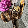 cat, tortoiseshell, green_eyes, paw, stretching, couch, gray_fabric, pillow, purple, basket, colorful, indoor, pet, feline, relaxed, fur, whiskers, closeup, home, cozy
